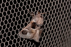 Pygmaeomorpha ocularis