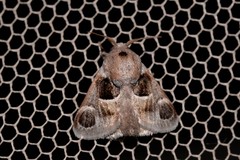 Pygmaeomorpha ocularis