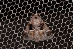 Pygmaeomorpha ocularis