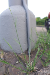 Poa compressa