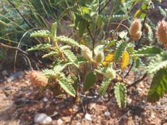 Corchorus kirkii