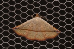 Eublemma perversicolor