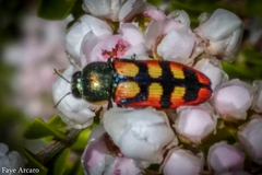 Castiarina pallidiventris
