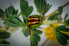 Peltoschema substriatum