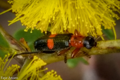 Lemidia