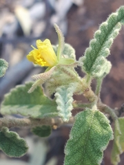 Corchorus kirkii