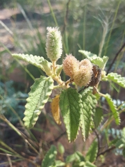 Corchorus kirkii