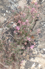 Erica similis