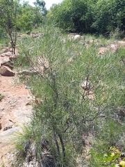 Euclea linearis