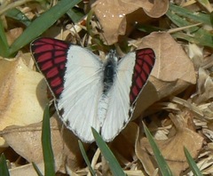 Colotis celimene pholoe