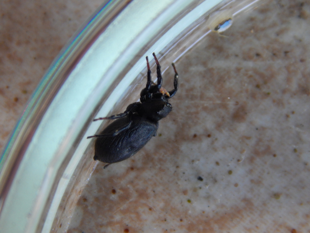 Trapezocephalus