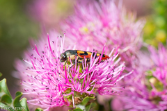 Castiarina pallidiventris