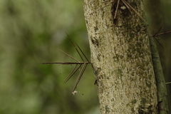 Gleditsia amorphoides