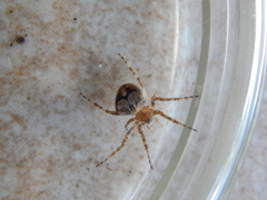 Neoscona subfusca
