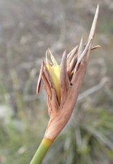 Bobartia robusta