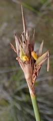 Bobartia robusta