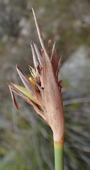 Bobartia robusta
