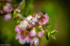 Castiarina pallidiventris