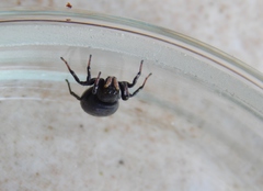 Heliophanus infaustus