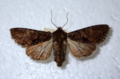 Mniotype adusta