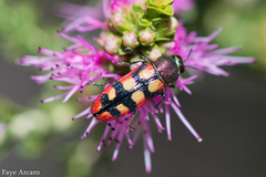 Castiarina pallidiventris