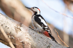 Dendrocopos syriacus