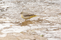 Motacilla cinerea