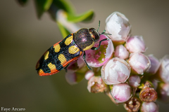 Castiarina pallidiventris