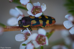 Castiarina pallidiventris