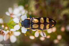 Castiarina subcincta