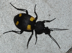 Craspedophorus