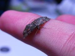 Gymnoscelis esakii