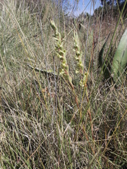 Dichromanthus michuacanus