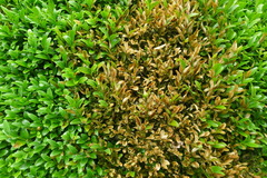 Calonectria