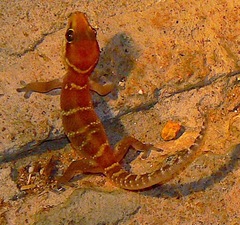 Pachydactylus waterbergensis