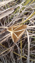 Chalciope delta