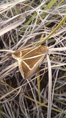 Chalciope delta