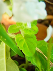 Scutellaria indica parvifolia