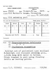 Ptychadena mossambica