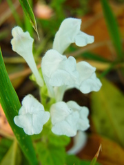 Scutellaria indica parvifolia
