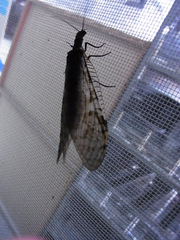 Parachauliodes continentalis