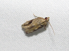 Proteoteras crescentana