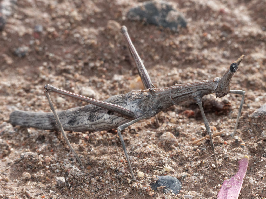 Xeniinae