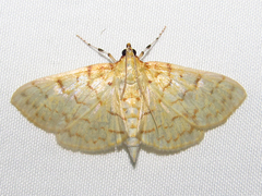 Polygrammodes flavidalis