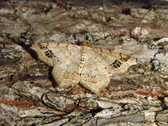 Macaria notata