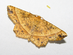 Euchlaena tigrinaria