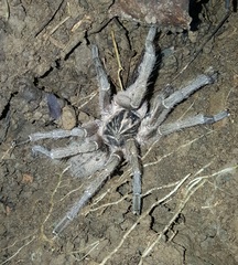 Harpactira