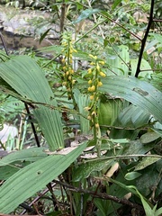 Calanthe lyroglossa
