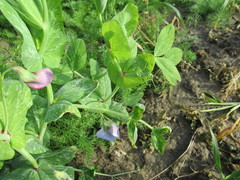 Pisum sativum sativum