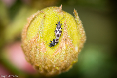 Oxycarenus luctuosus